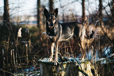 View of dog in the forest