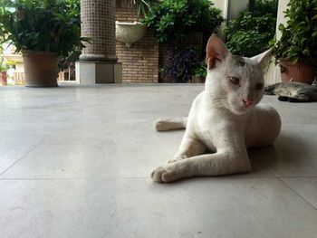 Portrait of cat relaxing on floor
