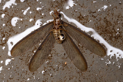 Close-up high angle view of an animal