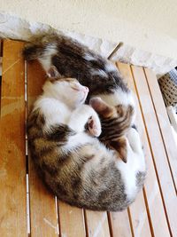 High angle view of cats sleeping