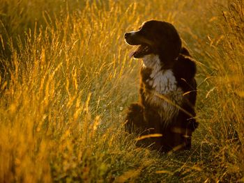 Duck sitting in a field