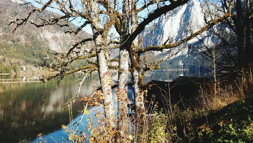 Cherry tree by lake