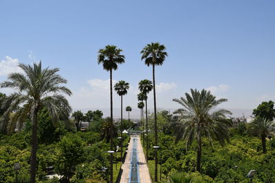 Panoramic view of palm trees against sky