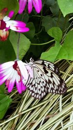 Close-up of butterfly on pink flowers