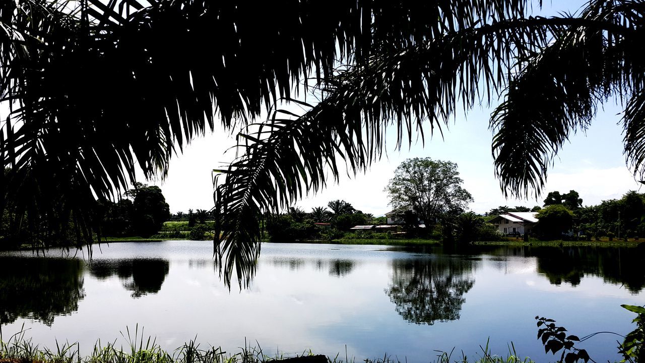 PALM TREES BY LAKE AGAINST SKY