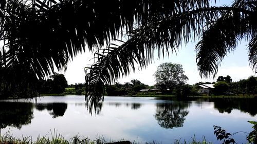 Scenic view of palm trees by lake against sky