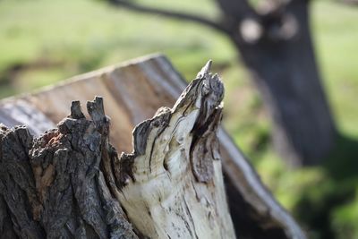 Close-up of driftwood on tree trunk