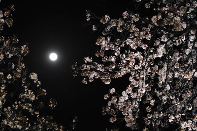 Low angle view of cherry blossoms against sky at night