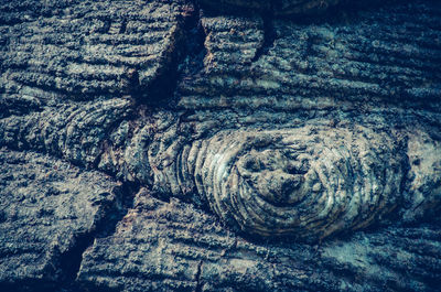 Full frame shot of turtle