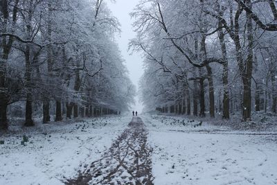 Snow covered trees against sky