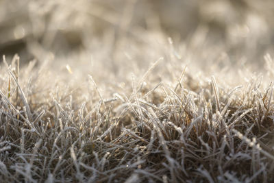 Close-up of grass on field during winter