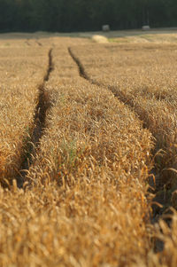 Scenic view of wheat field