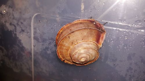 Close-up of snail