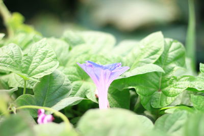 Close-up of purple flowers