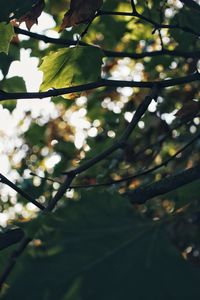 Low angle view of plants growing on tree