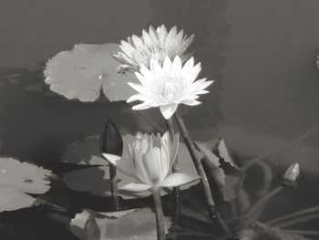 Close-up of lotus water lily in pond