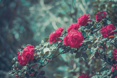 Close-up of rose bouquet