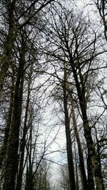 Low angle view of bare trees in forest