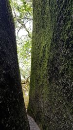 Close-up of tree trunk