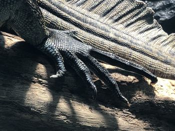 High angle view of a lizard