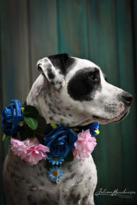 Close-up of a dog looking away