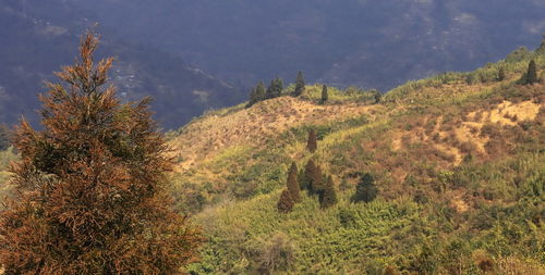 High angle view of trees on mountain