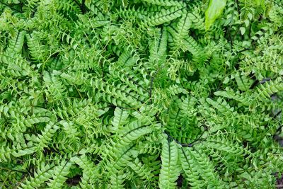 Full frame shot of fresh green plants