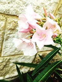 Close-up of pink flowers blooming outdoors