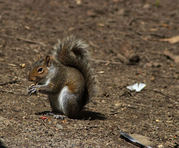 Squirrel eating