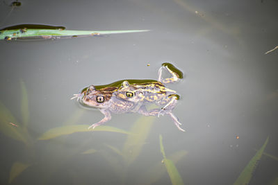 Frog swimming in lake