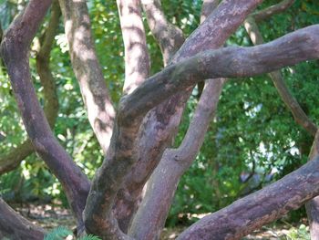 Close-up of a tree trunk