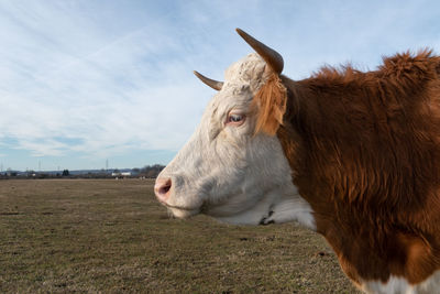 Close-up of cow