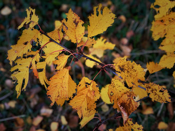 Close-up of yellow maple leaves