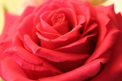 Close-up of red rose