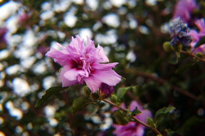 Close-up of pink flower