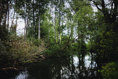 Scenic view of lake amidst trees in forest