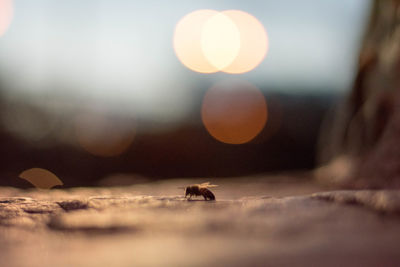 Close-up of insect against sky