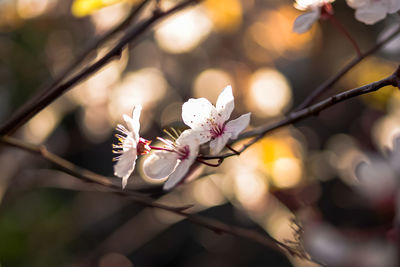 Close-up of white cherry blossom