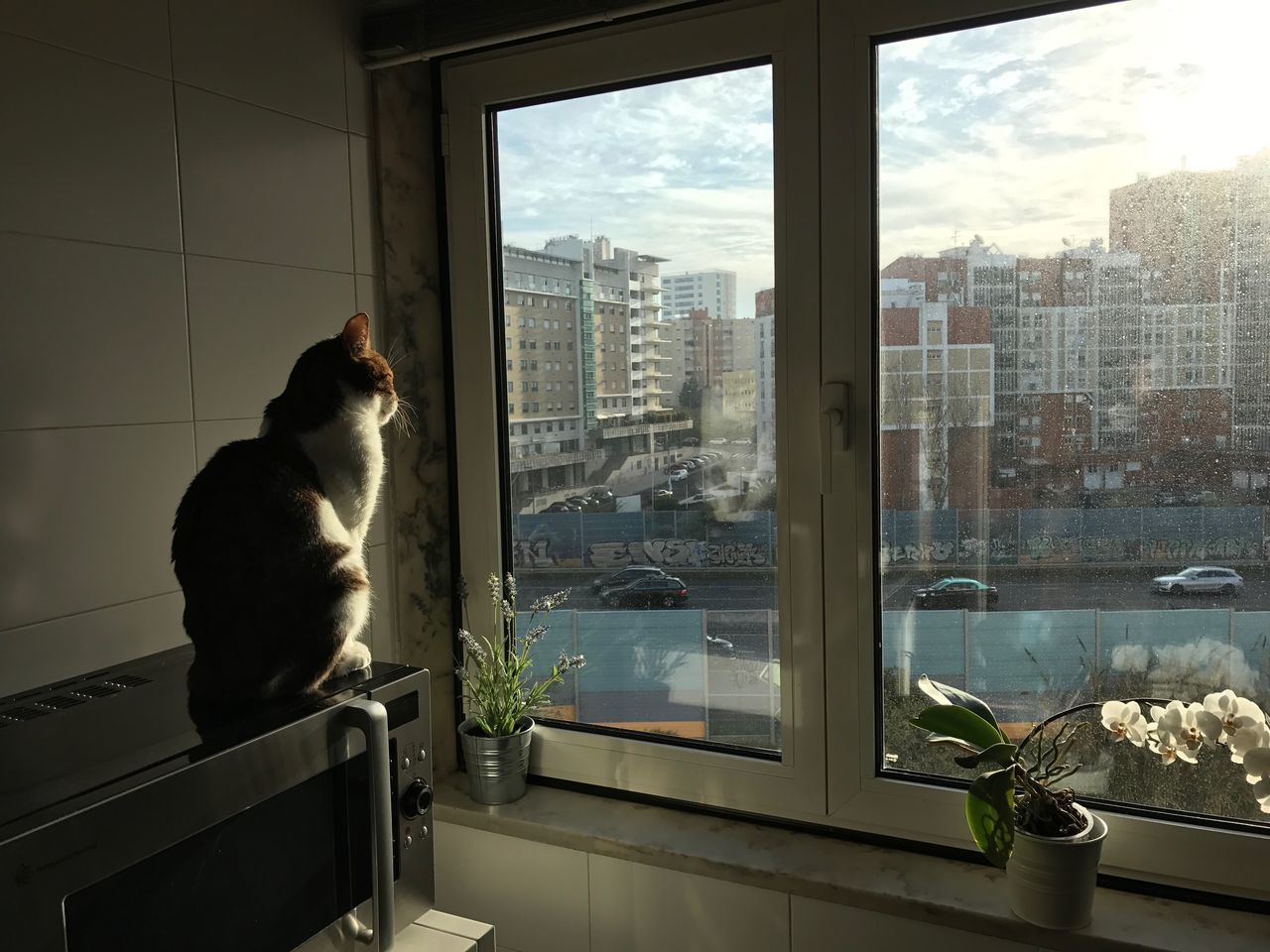 domestic cat, window, pets, animal themes, domestic animals, one animal, indoors, mammal, cat, feline, window sill, looking through window, day, built structure, sky, home interior, water, cloud - sky, sunlight, nature, no people, architecture, cityscape, city
