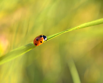 Close-up of ladybug on plant