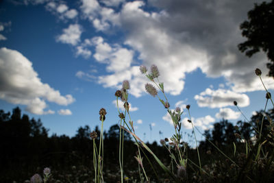 Plant growing on field