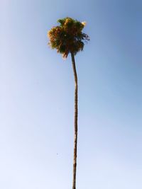 Low angle view of flowering plant against clear blue sky