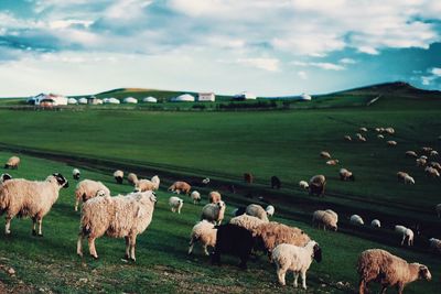 Flock of sheep grazing on field against sky