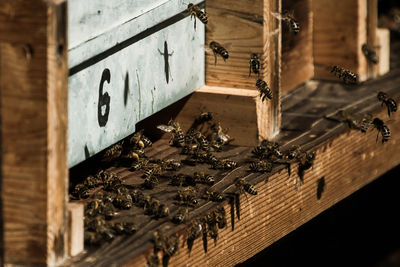 Low angle view of bee on wooden wall