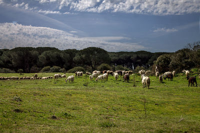 Flock of sheep grazing in field