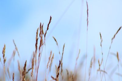 Close-up of stalks against clear sky