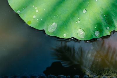 Close-up of water drops on leaves floating on lake