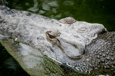 High angle view of crocodile in lake