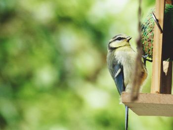 Close-up of bird perching outdoors