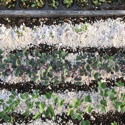 Full frame shot of plants